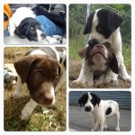 A collage made highlighting individual pups easy.