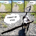 Anyone with a stick-obsessed dog could relate to this post.
